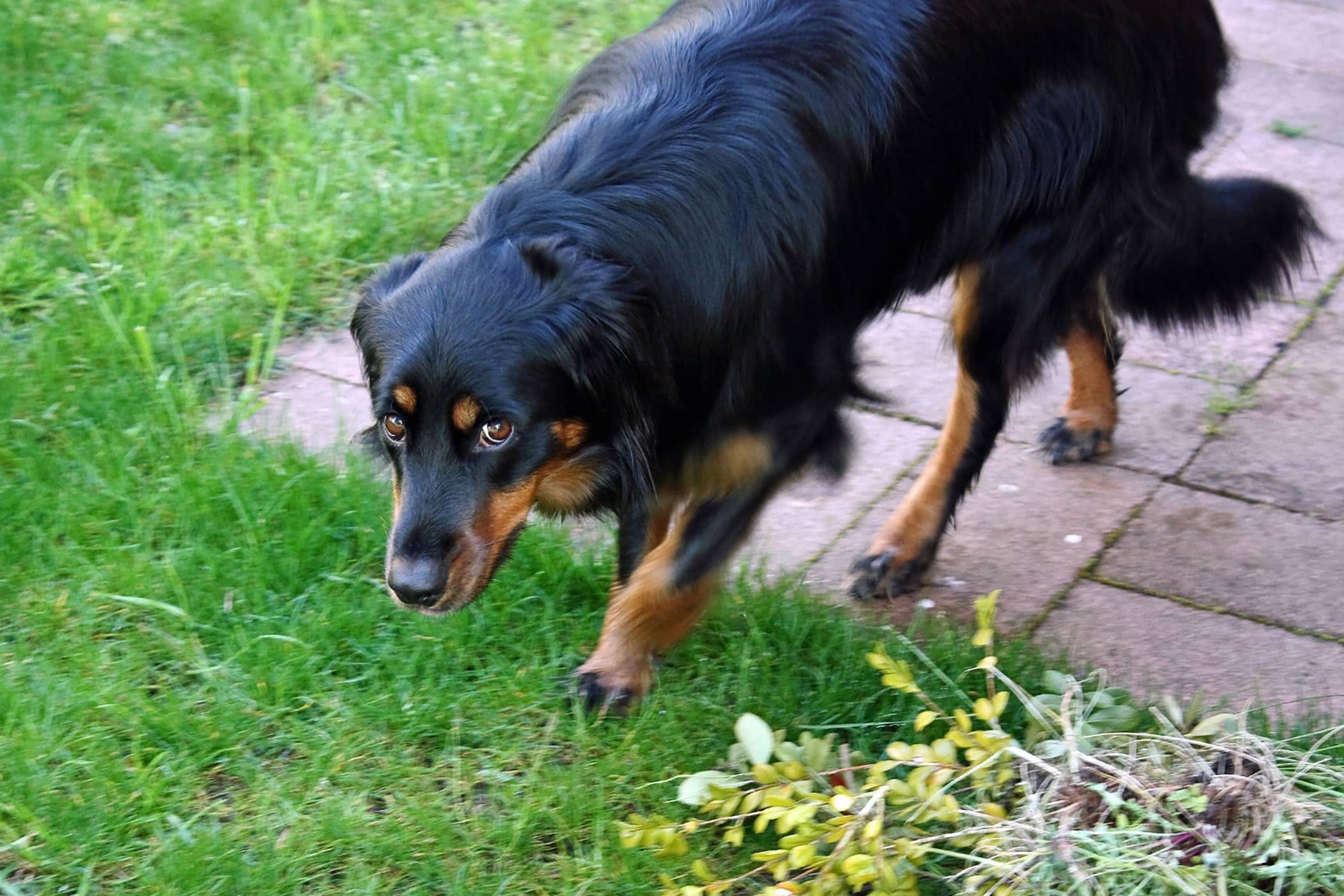 How to Talk to a Nervous Dog
