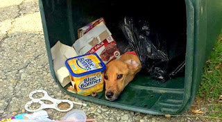 Rescued Dog is found in trash