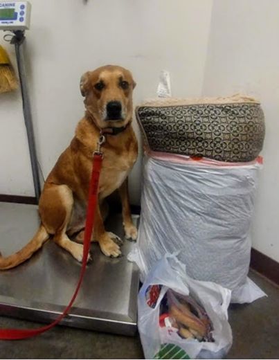 Dog was left in the shelter with all his toys, one photo changed everything!