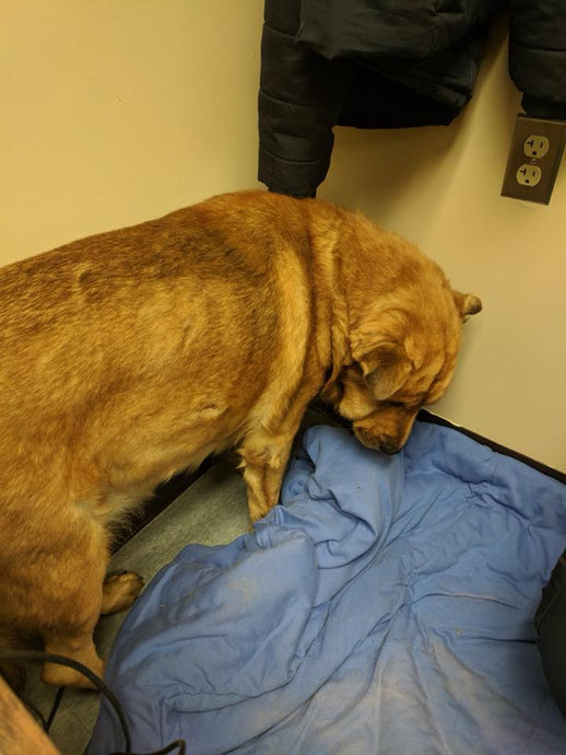 After the death of the owner, this dog refused to have any eye contact with people, until one day he met new family.