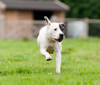 Why Do Dogs Run Away From Home?